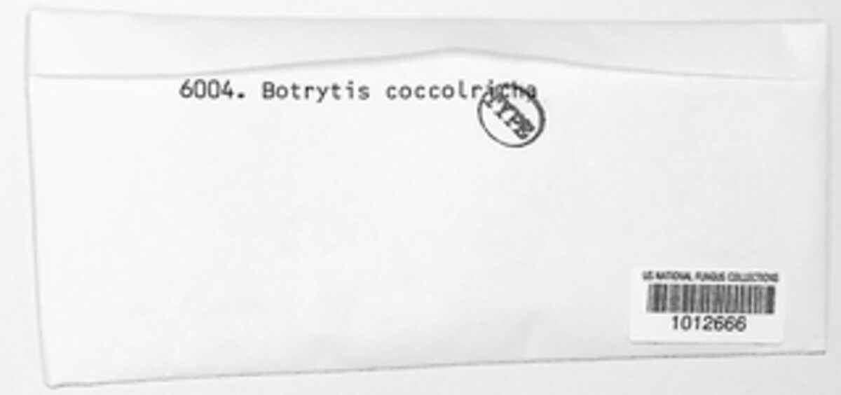 Botrytis coccotricha image